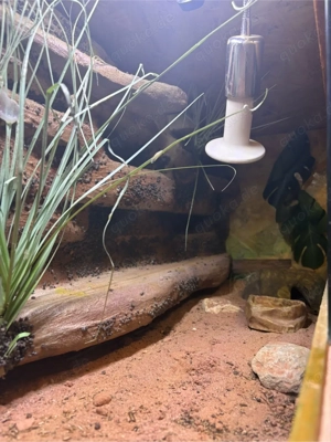 Biete Leopardgeckos mit terrarium  Bild 5