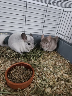 Chinchilla Böckchen 4 Monaten - nur zusammen