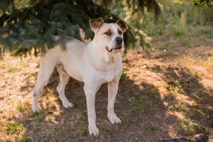 *ACE* - Ein lieber, sensibler und sanfter Rüde, der ein eher ruhiges Zuhause sucht