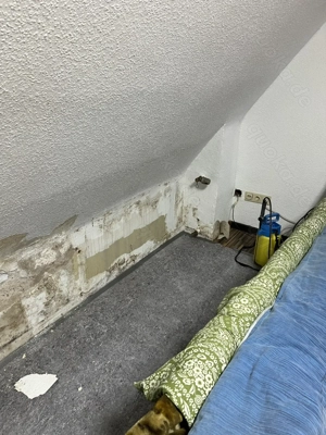    Wasserschaden oder Schimmel? Handeln Sie JETZT, bevor es teuer & gefährlich wird! 