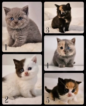 Reinrassige Britisch Kurzhaar, BKH Kitten