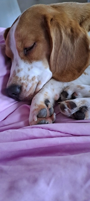 Beagle abzugeben 