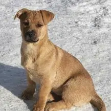 Samu F Im Wachstum   Der kleine Racker