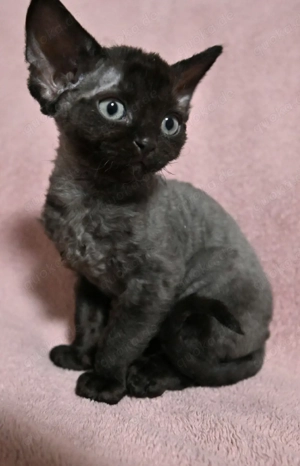 Devon Rex Kitten