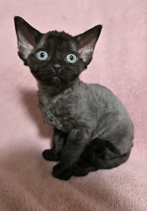 Devon Rex Kitten