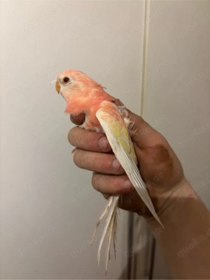 bourkesittich Paar von 2025