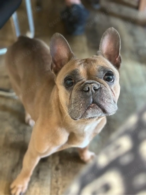 Bentley 8 Jahre alt sucht liebevolles zu Hause