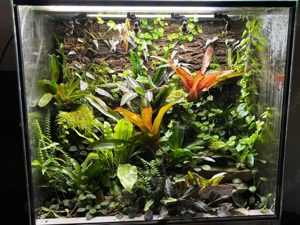 Tropisches Regenwaldterrarium und Besatz 