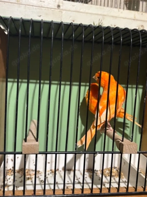 verschiedene arten von finken