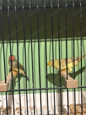 verschiedene arten von finken