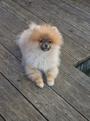 Zoe sucht eine Familie