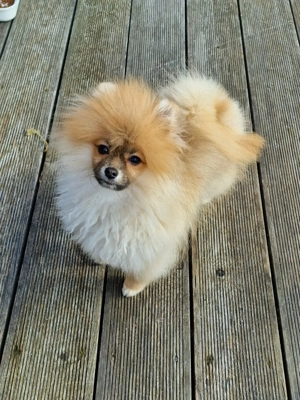 Zoe sucht eine Familie