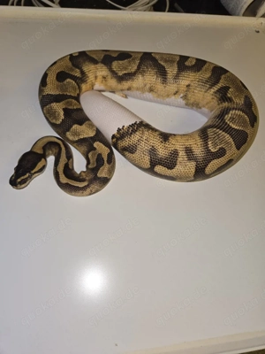 Königspython 0.1 Enchi Piebald het. Ultramel 2024