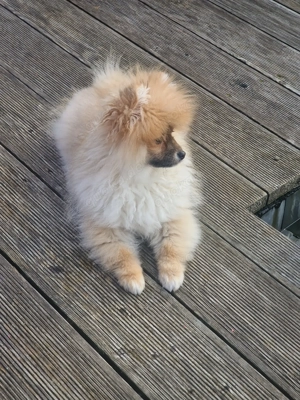 Zoe sucht eine Familie Bild 3