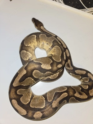 Königspython 0.1 Orange Dream Yellowbelly dhet. Piebald   Ultramel 2023 