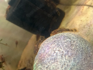 Antennenwelse Ancistrus Bild 2