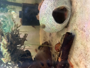 Antennenwelse Ancistrus