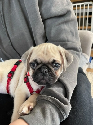 Süßer Mops-Welpe   geimpft & gechippt  sofort abgabebereit   