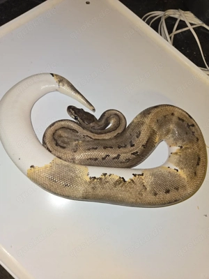 Königspython 1.0 Lemonblast Pieblad poss Calico 2022