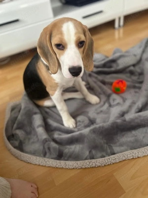 Beagle 6 Monate Alt 