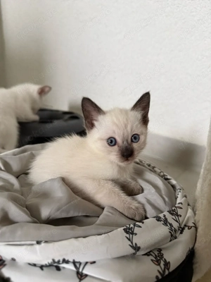 Siam Kitten ab 12.04. abgabebereit Bild 5