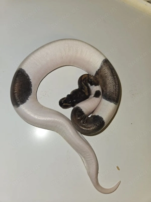 Königspython 0.1 Mahogany Piebald 2025 in Haut