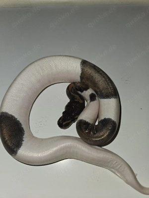 Königspython Bestandsaufgabe  