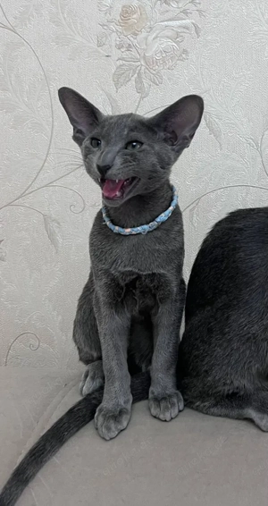 Männchen und Weibchen Russisch Blau Kätzchen mit Stammbaum