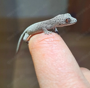 Strophurus taenicauda Nz 25 Hockenheim 01.03.26