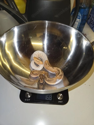 königspython 1.0 Ultramel Piebald 2024