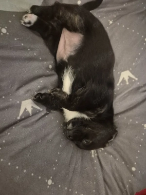 Unsere kleinen schätze suchen noch ein schönes Zuhause 