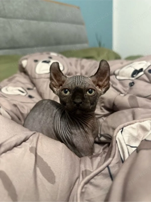 LETZTES Kitten!Wunderschöne Kanadische Sphynx mit Tasthaaren
