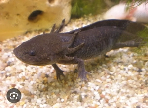axolotl Querzahnmolch