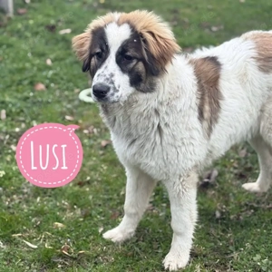 Lusi, wunderschönes Tornjak Welpenmädchen