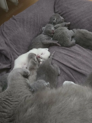 Erfahrener BKH Colorpoint Deckkater Bild 8