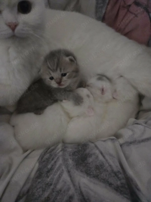 Erfahrener BKH Colorpoint Deckkater Bild 10