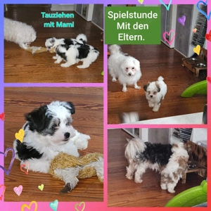 Malteser, Yorkshire Mix  ( Morki)