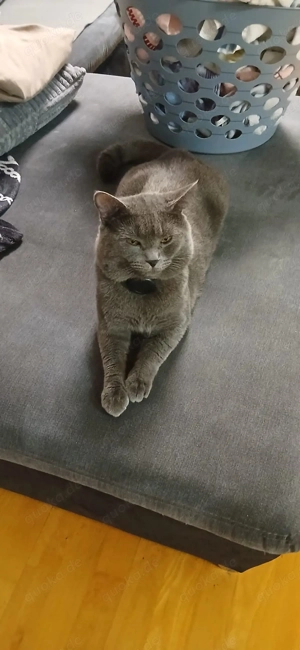 Kater sucht ein neues Zu Hause Bild 4