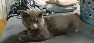 Kater sucht ein neues Zu Hause Bild 2