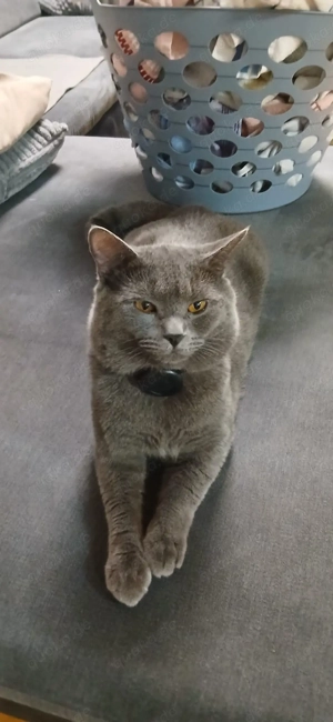Kater sucht ein neues Zu Hause Bild 3