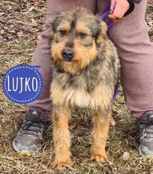 Lujko, junger Schnauzer Griffon Terrier Mix