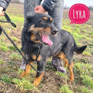 Lyra, menschenbezogene und verschmuste Jagdterrier Hündin braucht endlich ein Zuhause