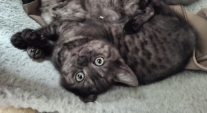 Kätzchen 2 Katerchen BKH EKH marmor-schwarz