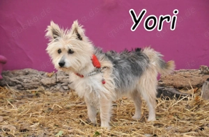 Wer schenkt diesem tapferen kleinen Schatz Zeit???