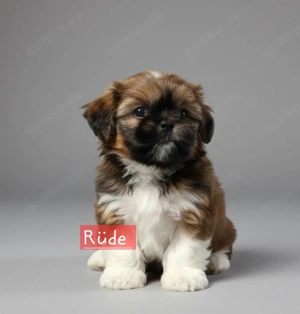Welpen Shih Tzu 