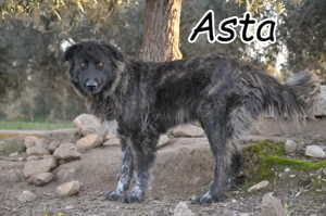 Wer schenkt dieser besonderen, sanften Schönheit eine Chance???