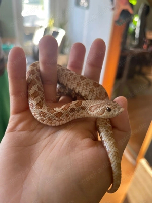 Hakennasennatter Toffee morph NZ24