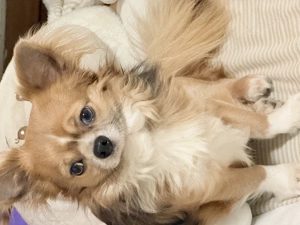 Lieber  Hund sucht zuhause Bild 2