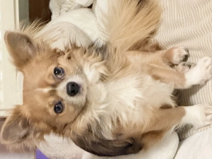 Lieber  Hund sucht zuhause Bild 5