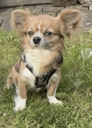 Lieber  Hund sucht zuhause Bild 3